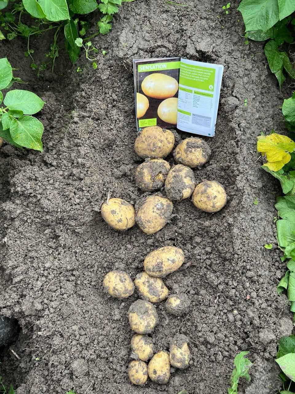 Семенной картофель Сенсейшн I репродукция 20 кг (33038001)