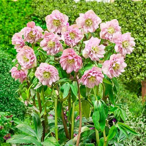 Морозник Florium Pink Double (18107) - фото 2