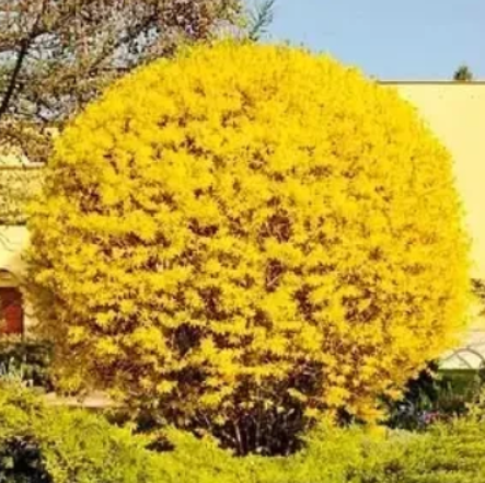 Саджанці форзиції Golden Nugget у горщику 0,5 л