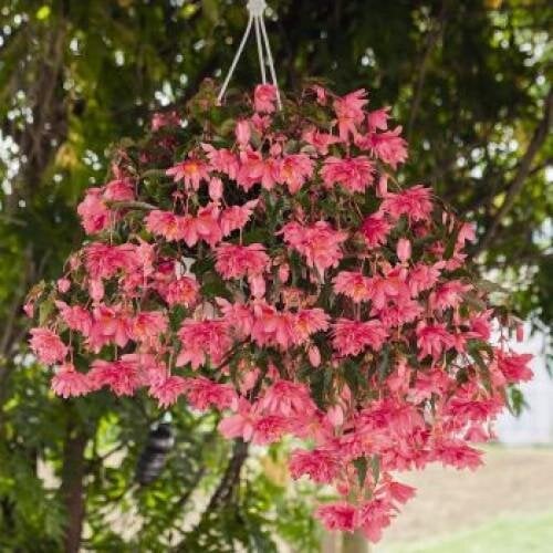 Семена цветов Бегония гибридная Funky Pink Benary 500 шт. (BN07315)