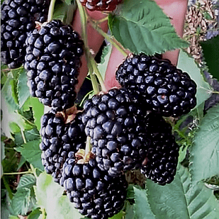 Саджанець ожини ремонтантної Prime Ark Freedom велика (884826455)