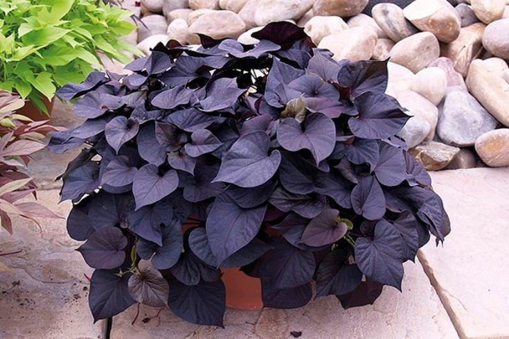 Семена крупнолистной ипомеи батат микс сортов 5 шт. - фото 5 Семена крупнолистной ипомеи батат микс сортов 5 шт. - фото 5