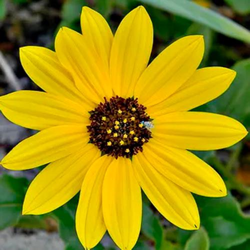 Семена Подсолнух декоративный 20 шт. (RS-00083) Семена Подсолнух декоративный 20 шт. (RS-00083)