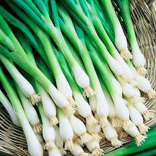 Семена Цибуля Florium на стрічці батун П'єро 5м (18355) - фото 2