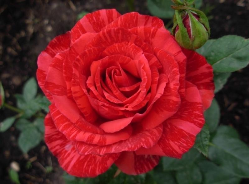 Роза Velet Red Intuition Чайно-гибридная в контейнере (2669431254)