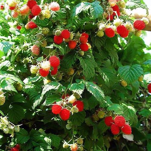 Сажанец Малиновое дерево Галактика (35348)