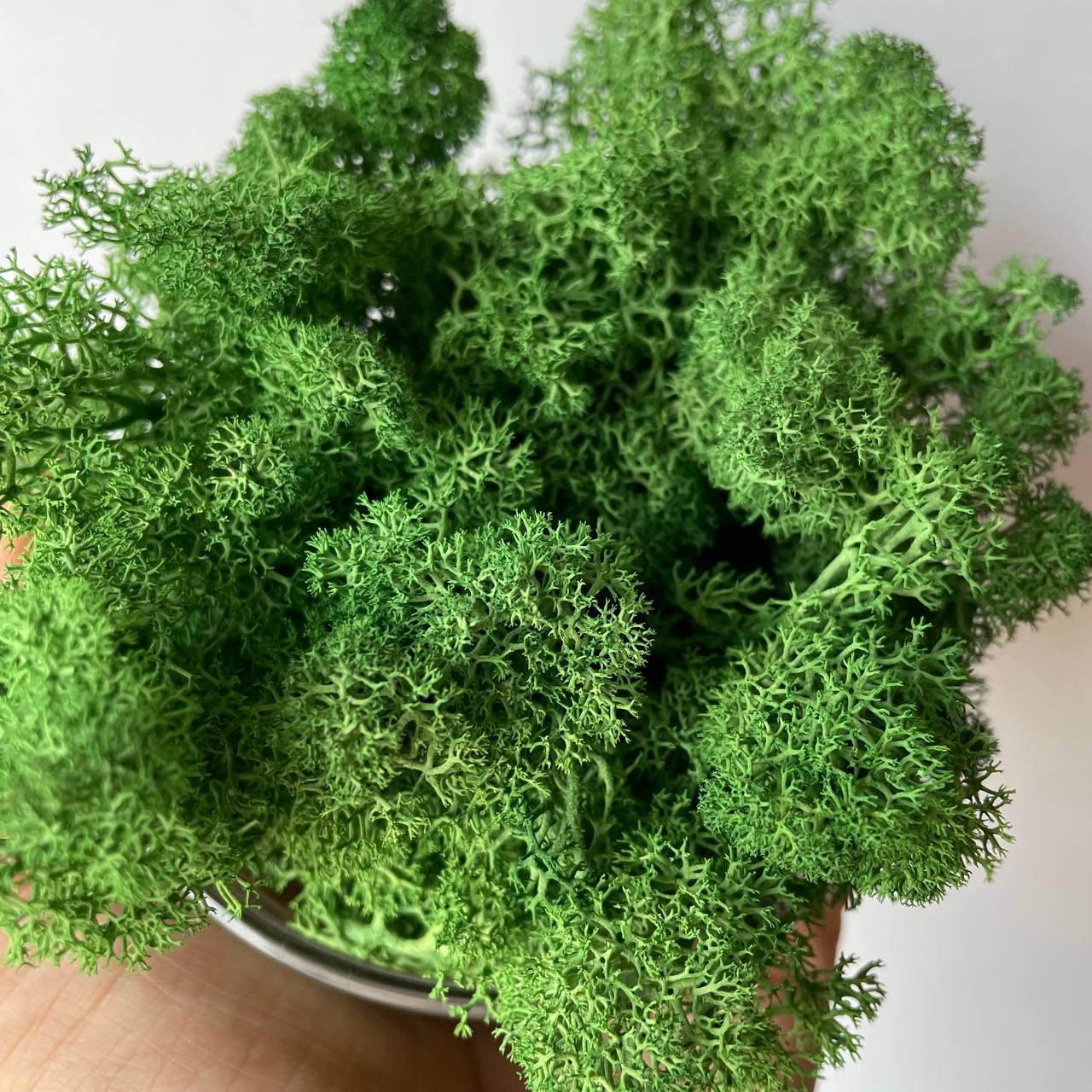 Мох стабілізований норвезький ягель 2 кг Темно-зелений (27321107) - фото 8