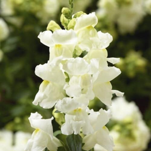 Семена цветов Львиный зев Snaptini White Syngenta 1000 шт. (BN08393)