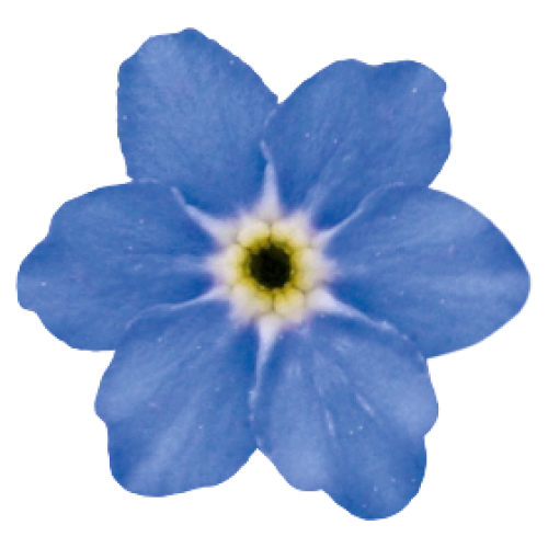 Семена цветов Незабудка Bellamy Blue (BN11630-3)