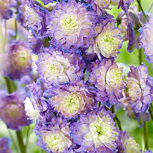 Дельфиниум Florium Bolero (13074)