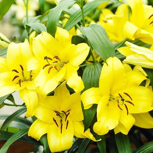Лилия Outback Florium - фото 2