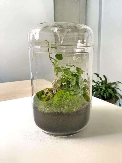 Живий мох із плющем у банку 23х15 см Живий мох із плющем у банку 23х15 см