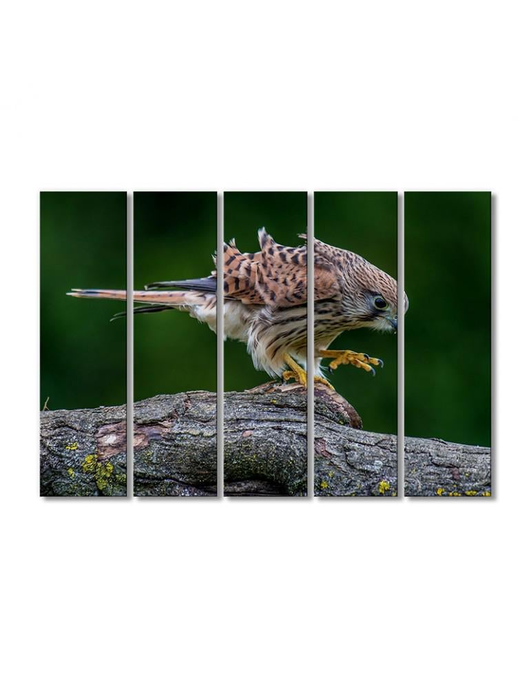 Картина модульная Сокол 5 модулей 80x120 см (174329Pticy_i_nasekomye0002)