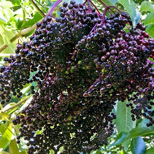 Бузина Чорний Ранчо контейнер Р9 (29294310)