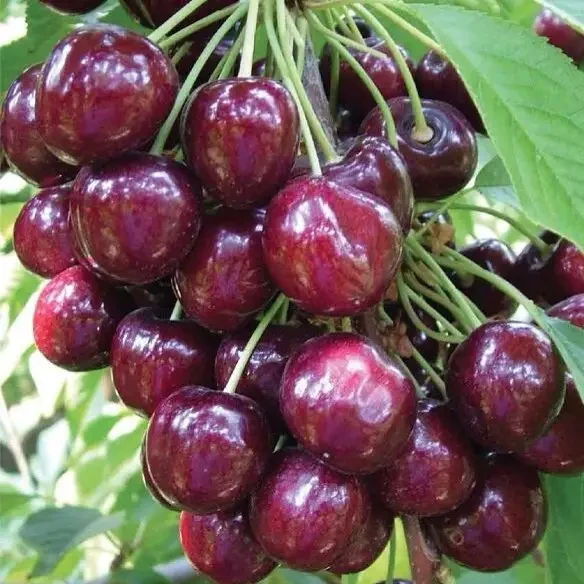 Саджанець черешні Сем (2072589309)