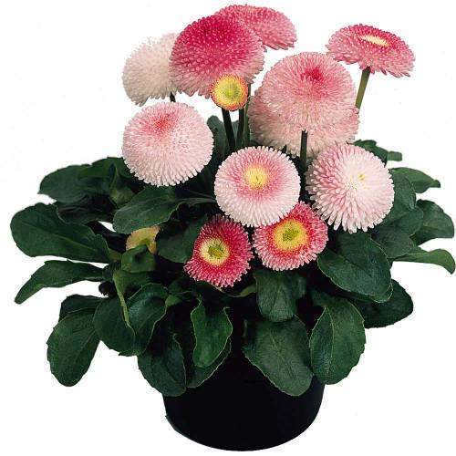 Семена цветов Benary Маргаритка Tasso Strawberries&Cream 250 шт. (BN02956-3)
