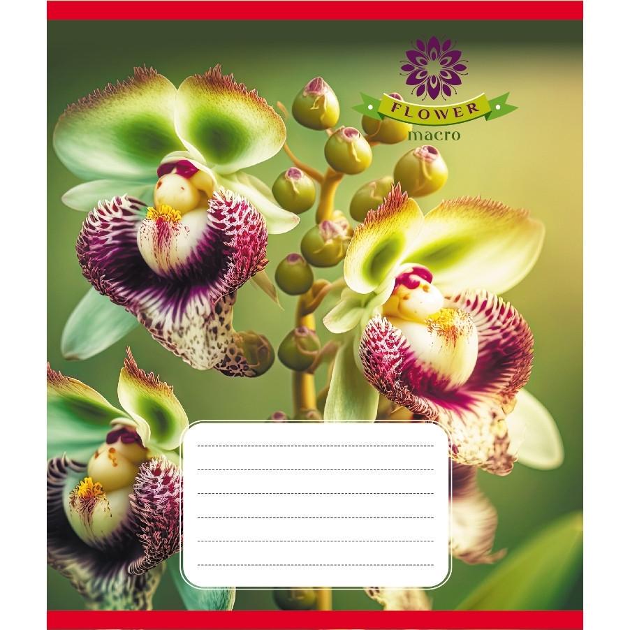 Шкільний зошит Орхідея 036-570137K-4 в клітинку 36 аркушів (RLT55335)