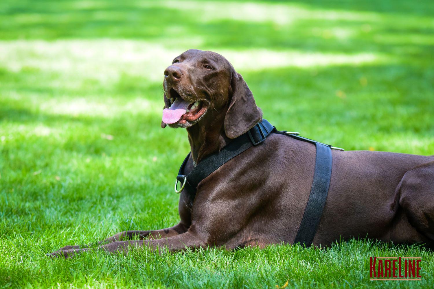 Шлея анатомическая KareLine из нейлона со светоотражающими элементами 25 мм А:340-540 мм В:470-690 мм Черный (0976/1) - фото 3 Шлея анатомическая KareLine из нейлона со светоотражающими элементами 25 мм А:340-540 мм В:470-690 мм Черный (0976/1) - фото 3