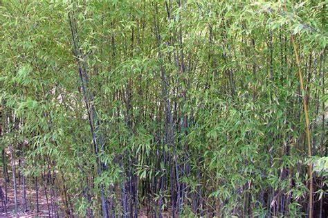 Семена Phyllostachys nigra Черный бамбук морозостойкий 5 шт. (2291154837) - фото 3