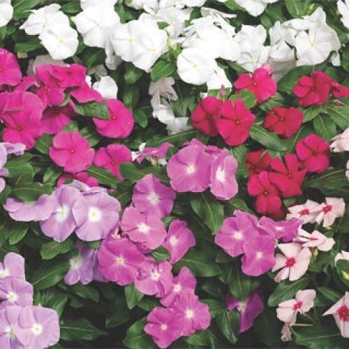 Семена цветов Катарантус розовый Cora XDR Mix Syngenta 250 шт. (BN09896-2)
