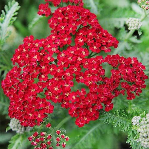 Тысячелистник Florium Red Velvet (3158)