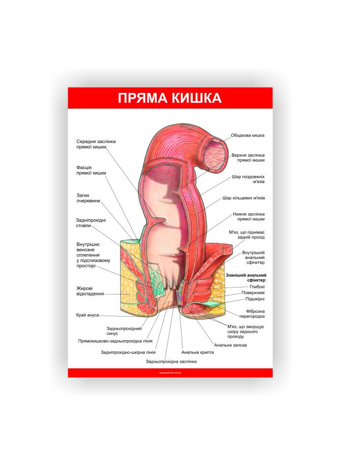 Плакат Vivay Прямая кишка 30х40 см (25649814)