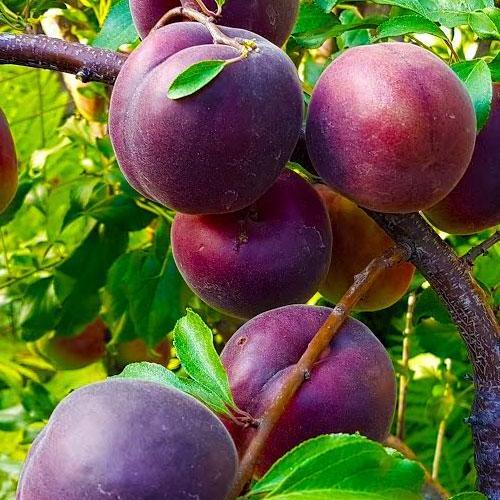 Сажанец Эксклюзив Абрикос фиолетово-черный Настоящий гурман Real gourmet премиальный гибридный сорт обладает высокой лежкостью (48133)