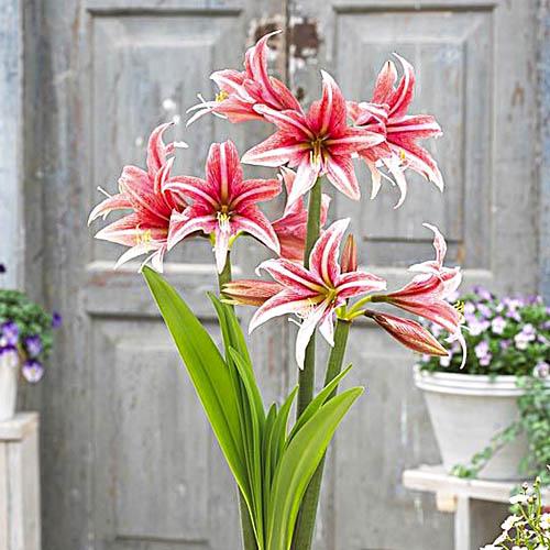 Амариллис Florium Sweet Lilian (12678)