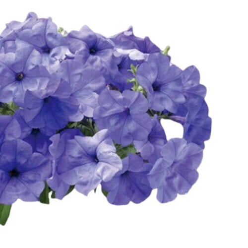 Семена цветов Петуния ампельная Evening Scentsation F1 Takii seed 100 шт. (BN08933-2)
