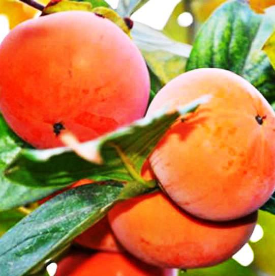 Саджанець хурми Мідер трирічна рання-середня морозостійка самоплідна (1317797331) - фото 2 Саджанець хурми Мідер трирічна рання-середня морозостійка самоплідна (1317797331) - фото 2