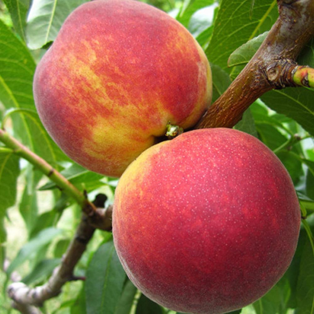 Саженец персика Фрост 2 летний (14965892) Саженец персика Фрост 2 летний (14965892)