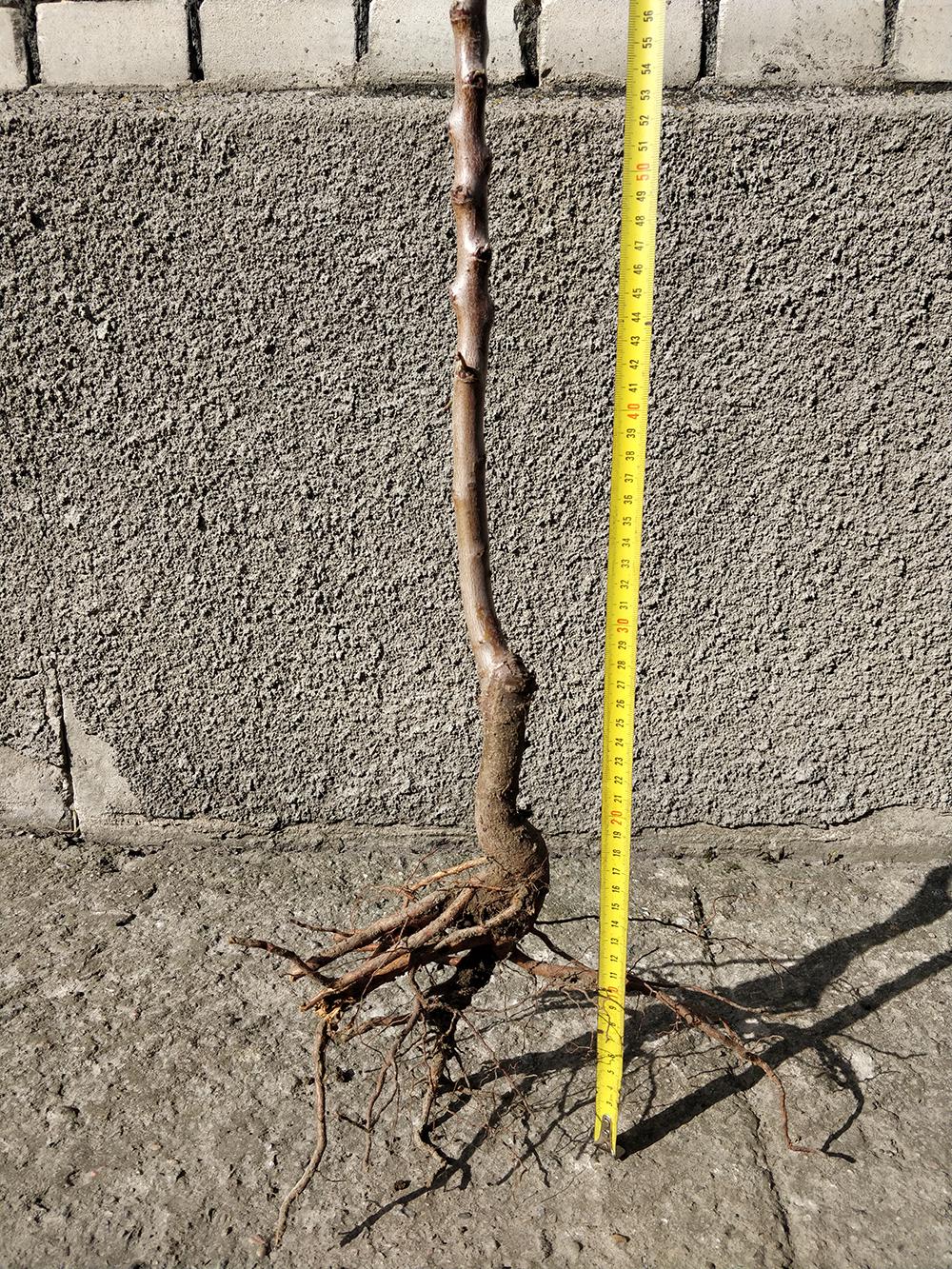 Мигдаль сорт Паперовий 2-річний (14896114) - фото 3