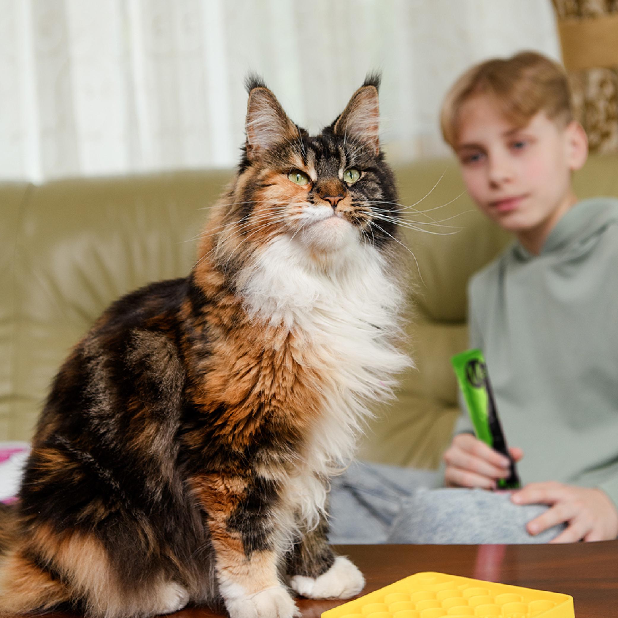 Ласощі для котів кремові Mavsy Creamy superfood TURKEY GOULASH ON A BED OF SPINACH WITH ALOEW 5 шт./15 г (24628578) - фото 5 Ласощі для котів кремові Mavsy Creamy superfood TURKEY GOULASH ON A BED OF SPINACH WITH ALOEW 5 шт./15 г (24628578) - фото 5