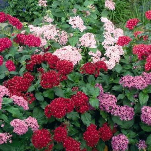 Семена цветов Benary Пентас ланцетный Kaleidoscope Mix 500 шт. (BN01725)