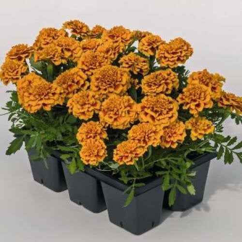 Семена цветов Бархатцы Super Hero Orange Bee Benary 50 шт. (BN08521-4)