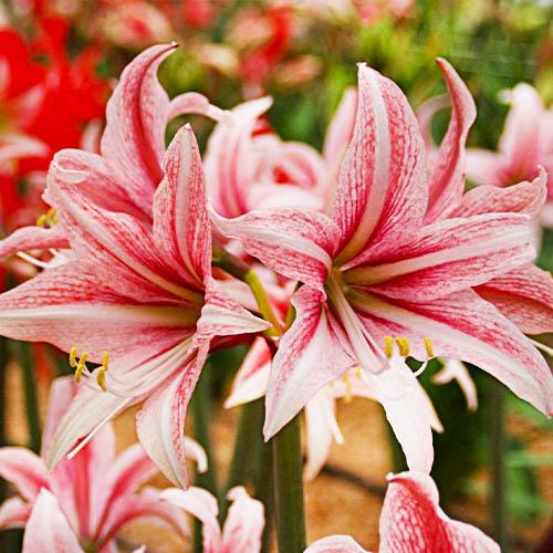 Амариллис Florium Sweet Lilian (12678) - фото 3 Амариллис Florium Sweet Lilian (12678) - фото 3