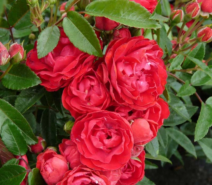 Роза полиантовая Morsdag Pink 1 шт. (40c020a49ca811e598d7001b7804db10)