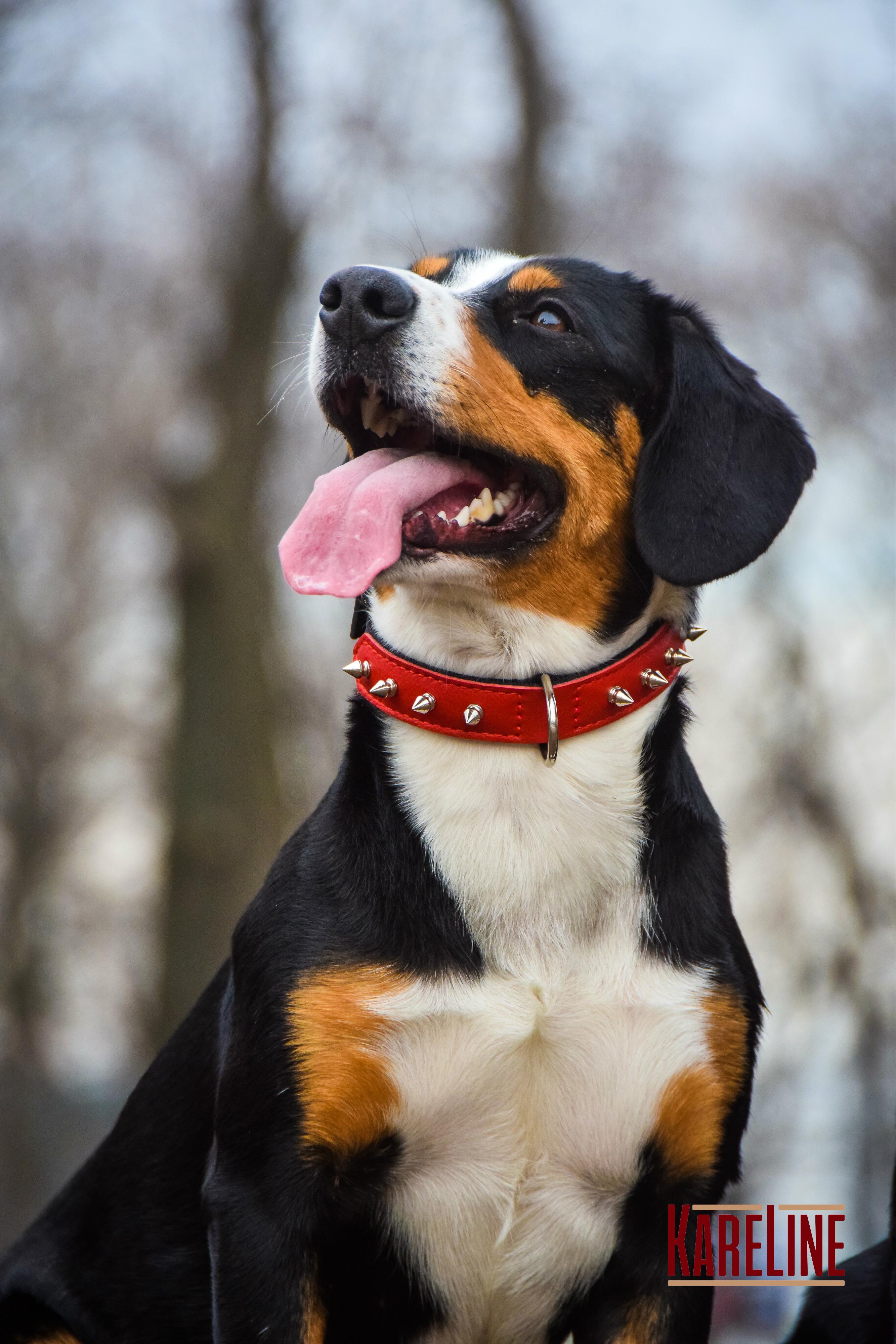 Ошейник KareLine и натуральной кожи с заклепками 25 мм 370-440 мм (6603/6) - фото 4 Ошейник KareLine и натуральной кожи с заклепками 25 мм 370-440 мм (6603/6) - фото 4