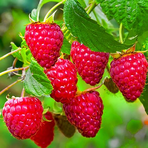 Саженец малины ремонтантной (778370690)