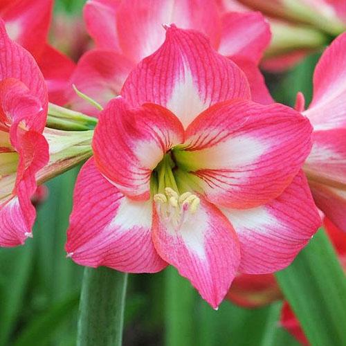 Амариллис Florium Sleeping Beauty (15022)