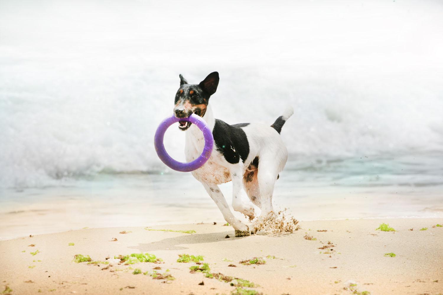 Тренировочный снаряд для собак Puller Midi 19,5 см (6488) - фото 15