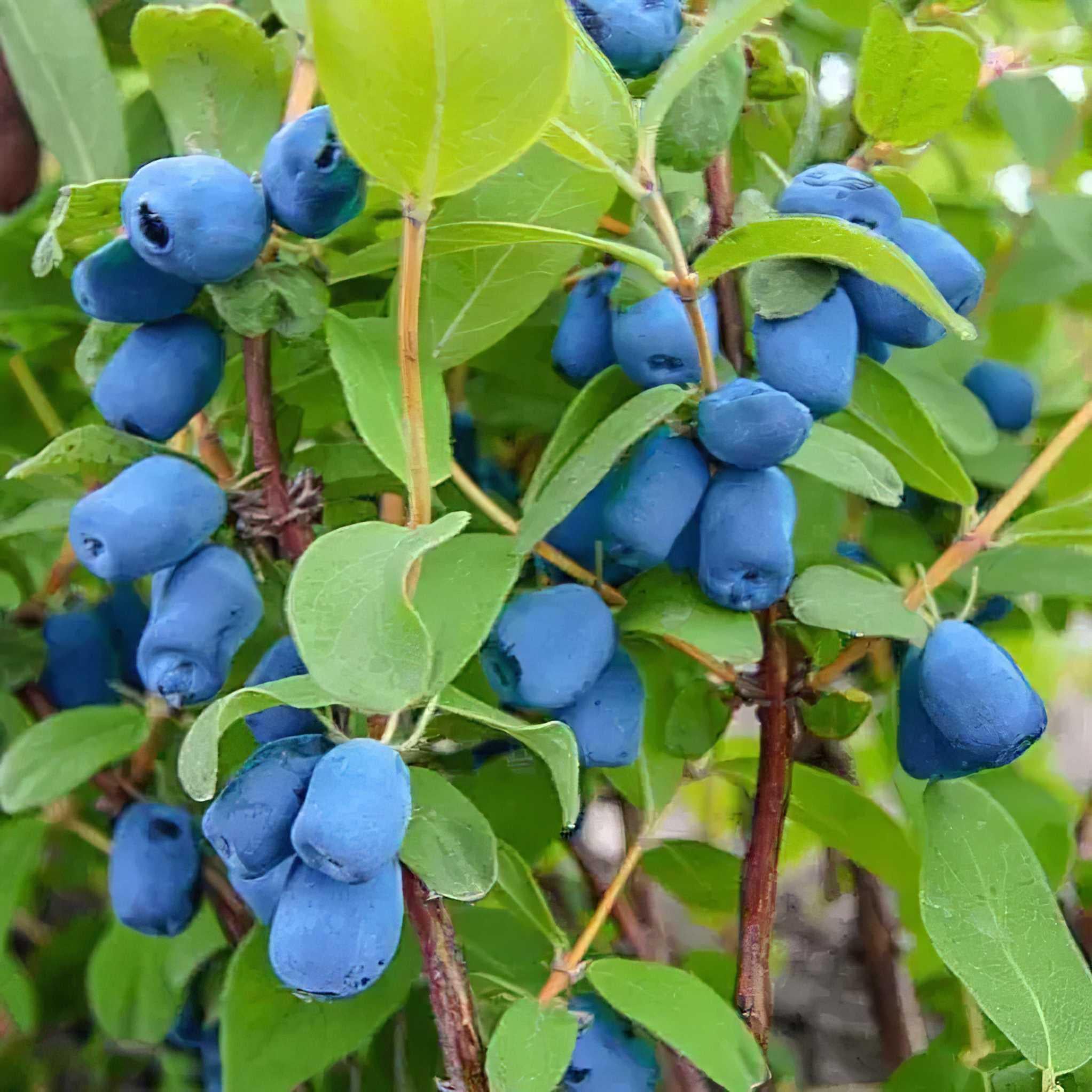 Жимолость Indigo Gem 1 шт. (38289929) Жимолость Indigo Gem 1 шт. (38289929)