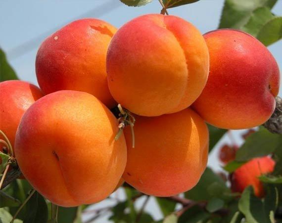 Саджанець абрикоса Цунамі Ранній сорт (2075136460)