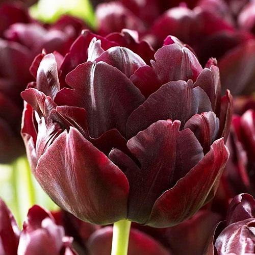 Тюльпан Florium Black Hero (3440)