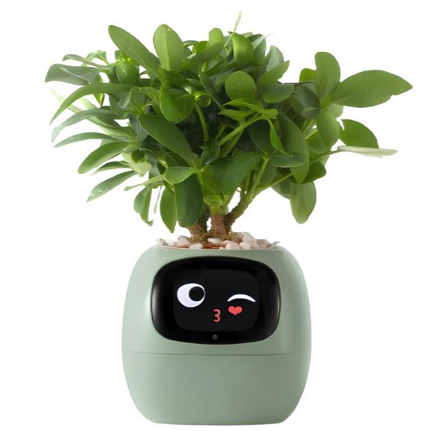 Горщик розумний Tuya IVY SMART PLANTER Зелений (26407454) - фото 1 Горщик розумний Tuya IVY SMART PLANTER Зелений (26407454) - фото 1
