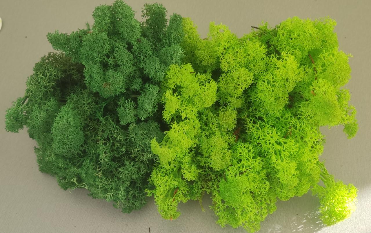 Стабілізований мох ягель для декору MIX grass green light № 79 50 г/№ 78 50 г Grass green dark (1795928491)