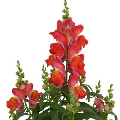 Семена цветов Львиный зев Candy Top Orange Sakata 50 шт. (BN09106 3)