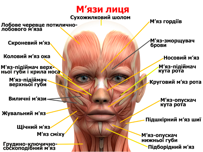 Анатомічний плакат М'язи обличчя 67x50 см (0005) • Краща ціна в Києві ...