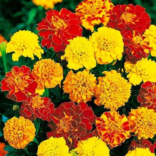 Семена Бархатцы Florium Низкие Смесь (12264)