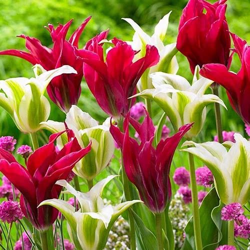 Тюльпан Florium Doll's Minuet (3570) - фото 2